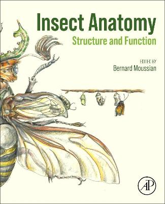 Insect Anatomy