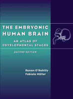 The Embryonic Human Brain