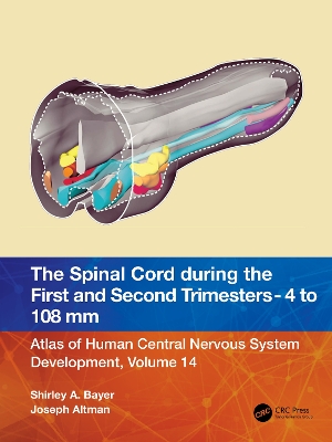 Spinal Cord during the First and Early Second Trimesters 4- to 108-mm Crown-Rump Lengths