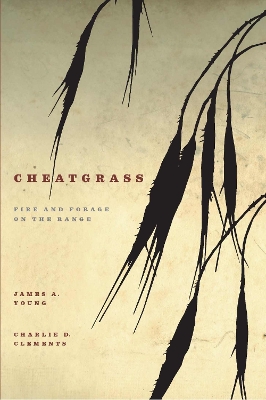 Cheatgrass