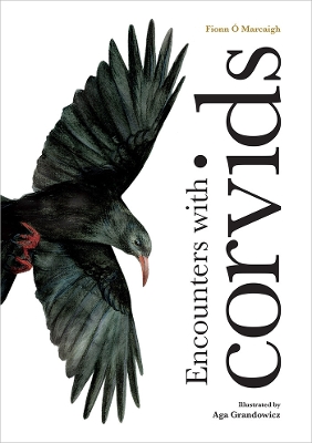 Encounters with corvids