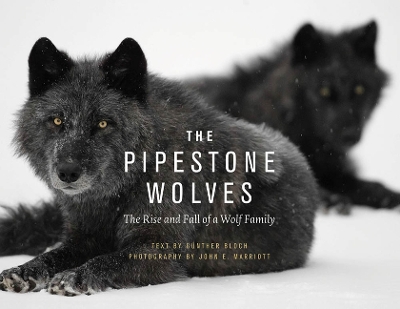 Pipestone Wolves