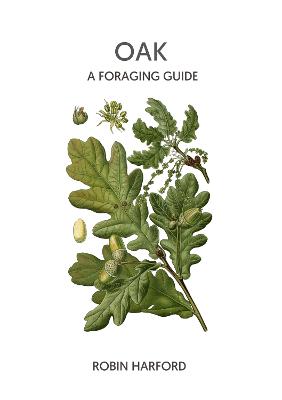 Oak - A Foraging Guide