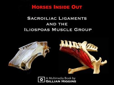 Sacroiliac Ligaments and the Iliopsoas Muscle Group