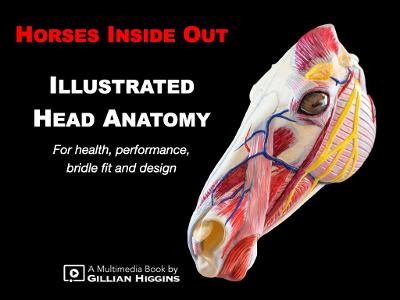 Illustrated Head Anatomy