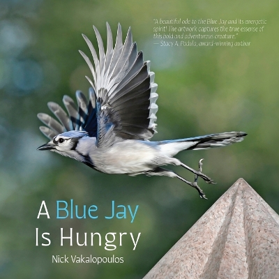 A Blue Jay is Hungry