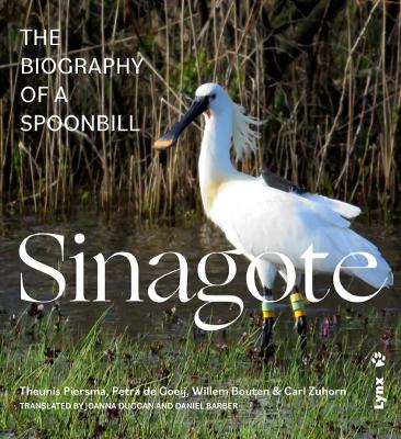 Sinagote, the biography of a spoonbill